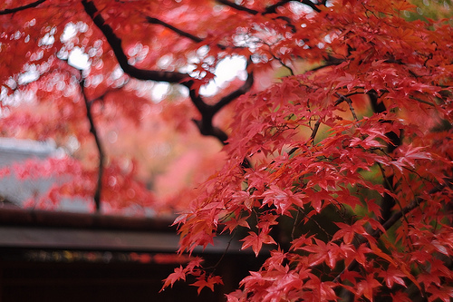 Hakone Museum of Art